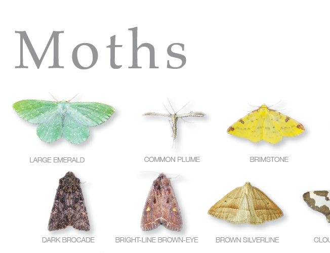 Thumbnail: Butterflies and Moths of Wild Derrynane