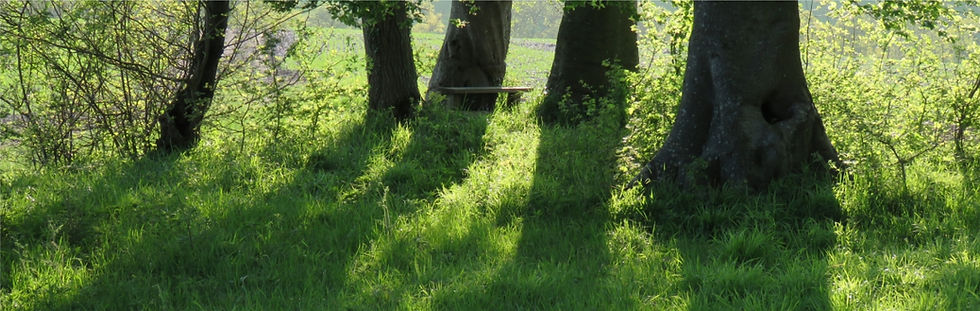 Bench in Nature web.jpg