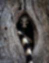 Sophie-Brown-genet-in-tree