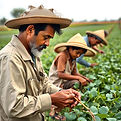 Agricultural Labor.jpg