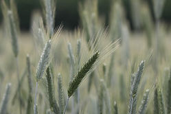 andhoj-summer-9788467_1920.jpg