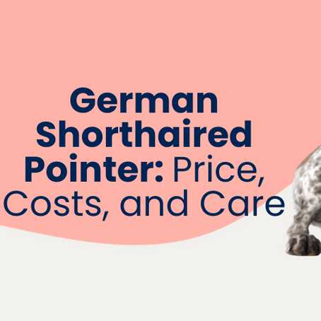 How Much Does a German Shorthaired Pointer Cost?