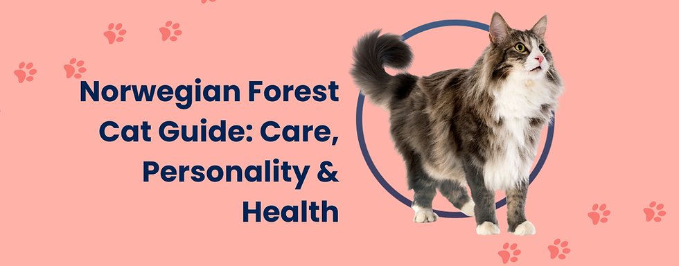Norwegian Forest Cat: Everything About This Majestic Scandinavian Breed