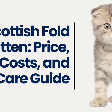 How Much Does a Scottish Fold Cost?