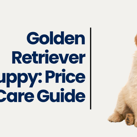 How Much Does a Golden Retriever Cost?