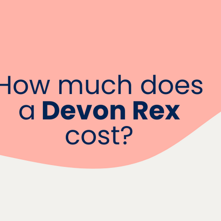 How Much Does a Devon Rex Cost?