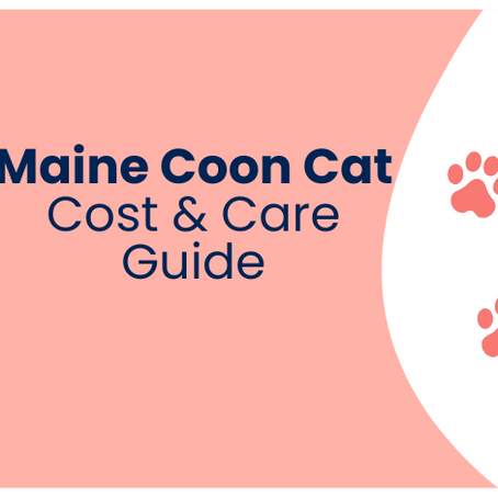 How Much Does a Maine Coon Cost?