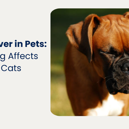 Spring Fever in Pets: How Spring Affects Dogs and Cats