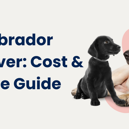 How Much Does a Labrador Retriever Cost?