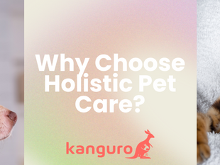 🧘‍♀️ What is holistic pet care and why are more pet parents choosing it?