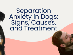 Separation Anxiety in Dogs: Signs, Causes, and Treatment