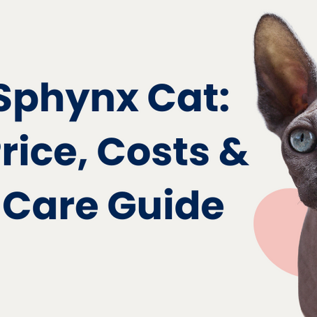 How Much Does a Sphynx Cat Cost?