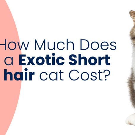 How Much Does an Exotic Shorthair Cost?