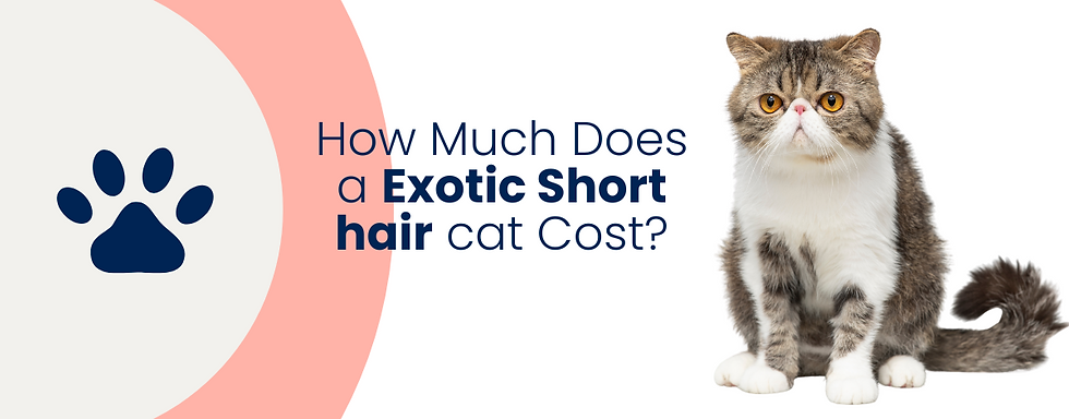 How much does an Exótico de Pelo Corto cat cost? Price breakdown and maintenance expenses.