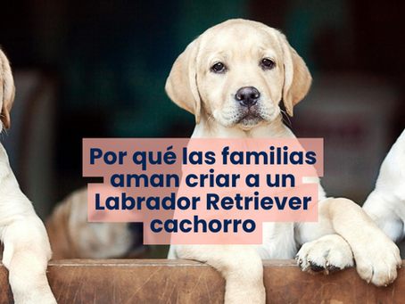 Primeros años con un Labrador Retriever: cuidados, entrenamiento y salud