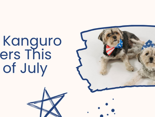 Does Pet Insurance Cover Anxiety Meds for Fireworks? What Kanguro Covers This 4th of July