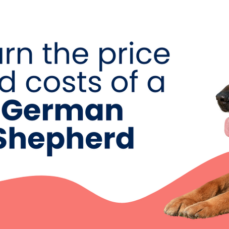 How Much Does a German Shepherd Cost?