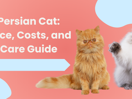 How Much Does a Persian Cat Cost?
