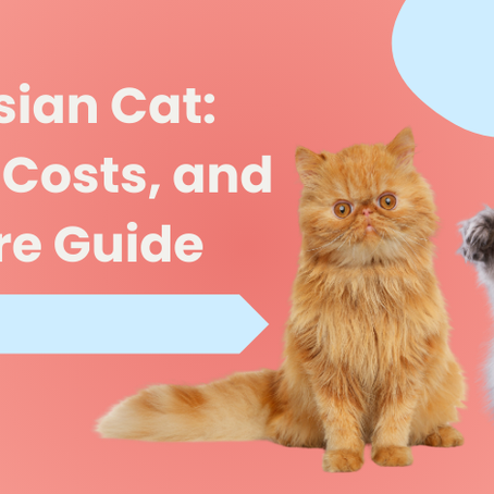 How Much Does a Persian Cat Cost?