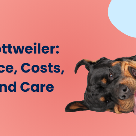 How Much Does a Rottweiler Cost?