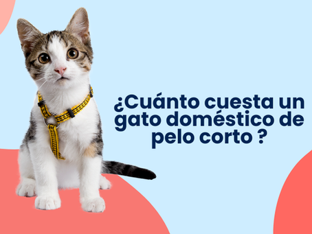 ¿Cuánto cuesta un gato doméstico de pelo corto? Adopción, gastos anuales y consejos de cuidado
