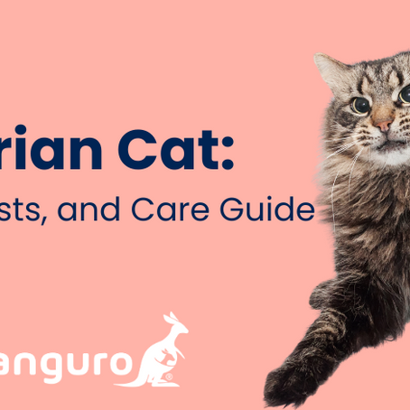 How Much Does a Siberian Cat Cost?