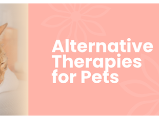 🌿 Alternative Therapies for Pets: More Ways to Care for Your Furry Friend
