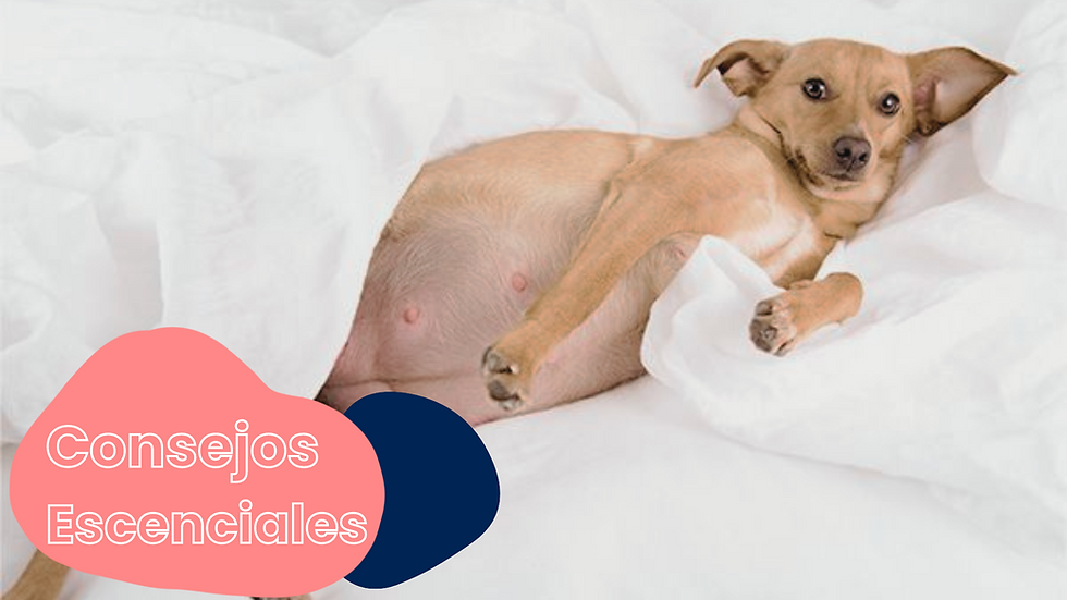 Perra embarazada con abdomen redondeado, mostrando signos visibles de embarazo.