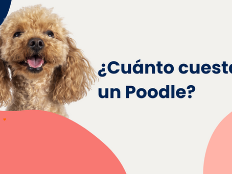 ¿Cuánto Cuesta un Poodle?