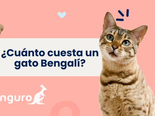 ¿Cuánto cuesta un gato de pelo corto americano? Guía completa y gastos anuales
