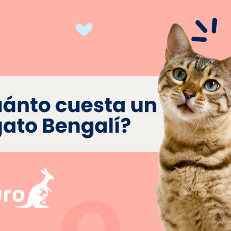 ¿Cuánto cuesta un gato de pelo corto americano? Guía completa y gastos anuales