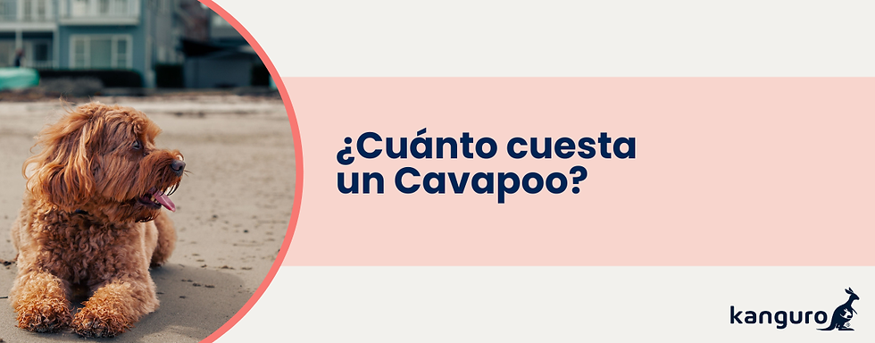 ¿Cuánto cuesta un cavapoo?
