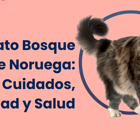 GuÃa del Norwegian Forest Cat: cuidados, personalidad y salud