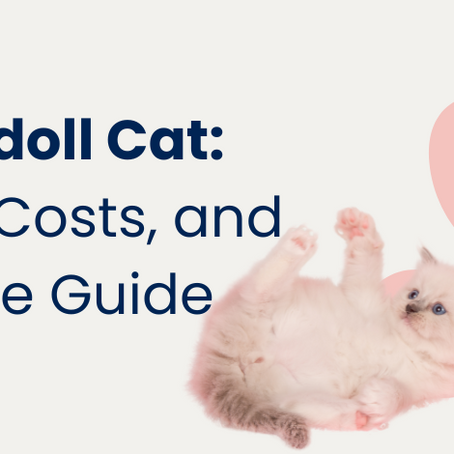 How Much Does a Ragdoll Cost?