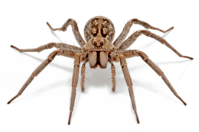 pragas-aranhas.png
