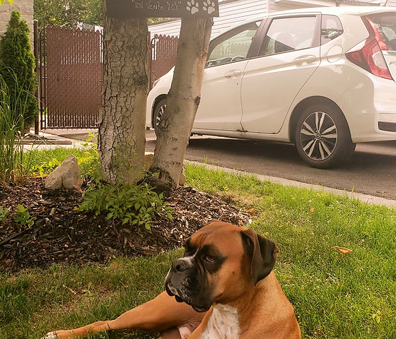 Rosco_edited.jpg
