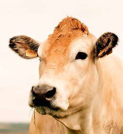 vache photo_edited_edited.jpg