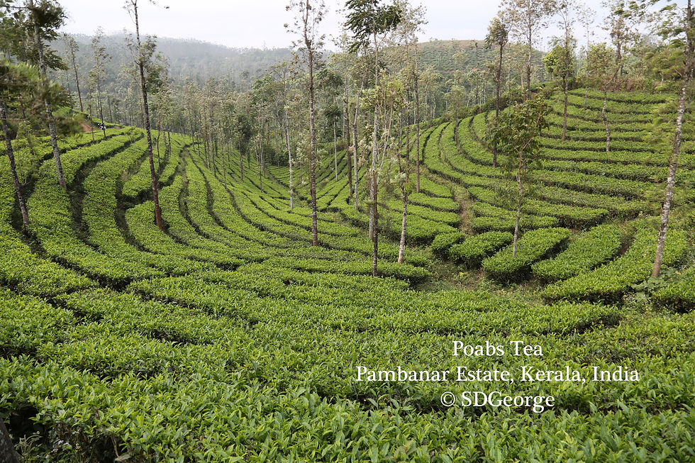 Tea Estate