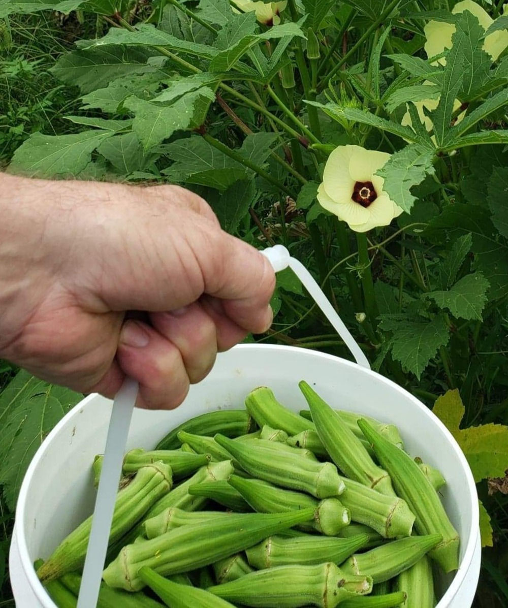 Okra