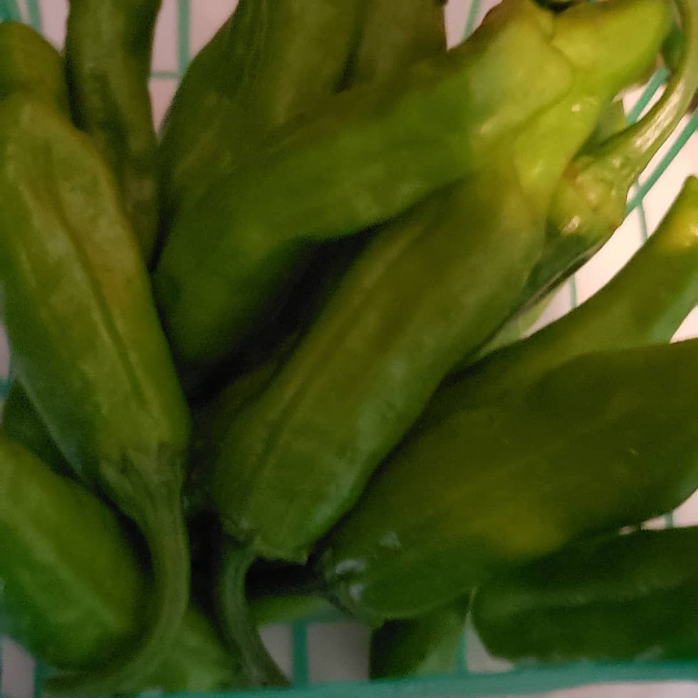 Shishito peppers