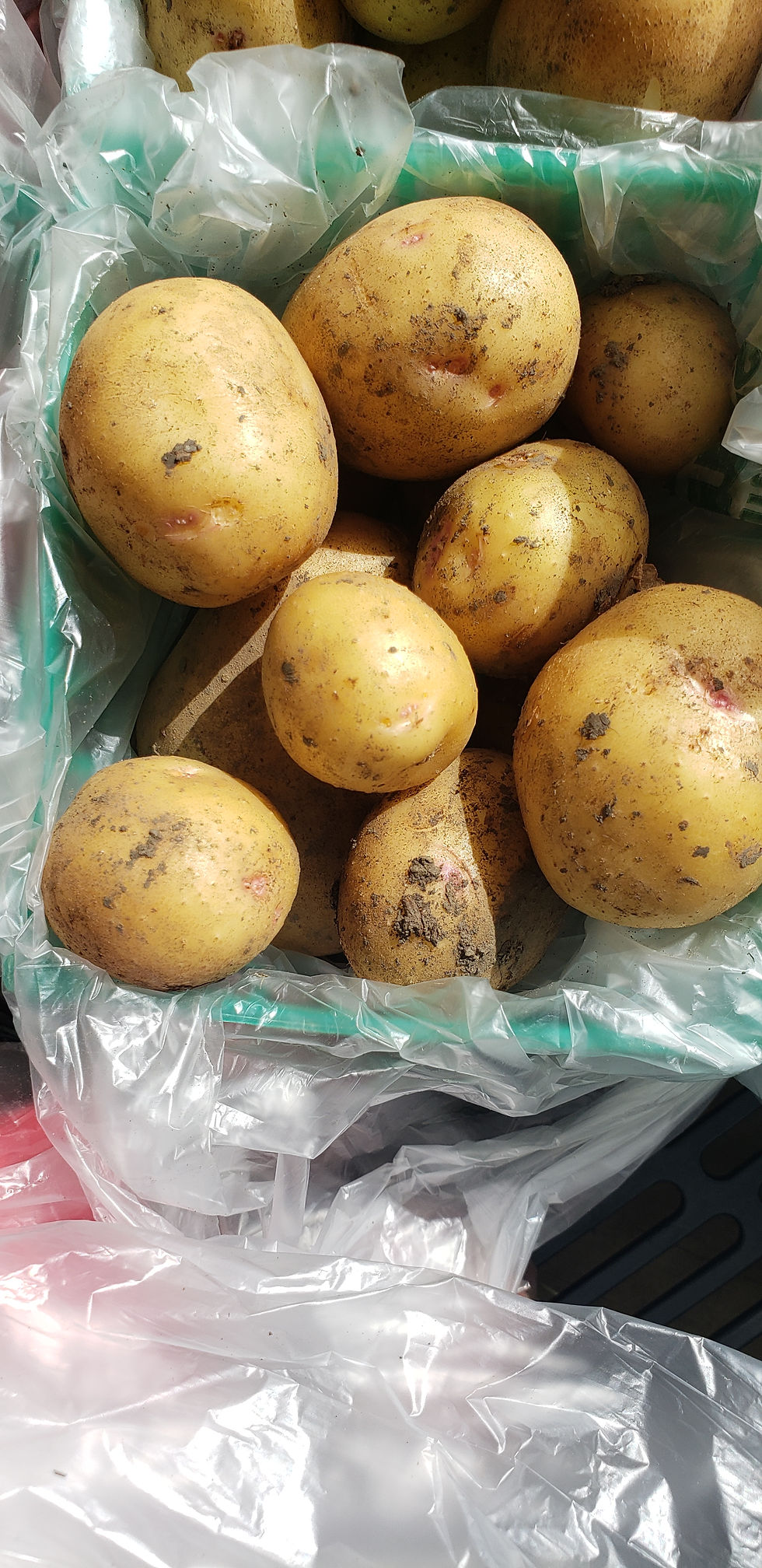 Thumbnail: New potatoes, pint basket, small
