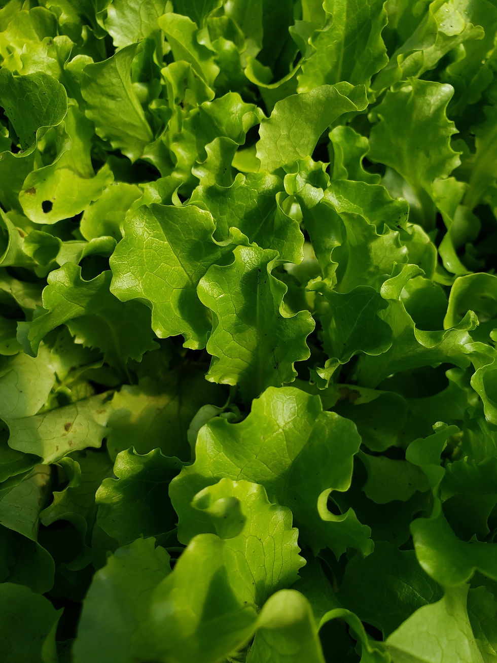 Thumbnail: Leaf lettuce, 1/4#