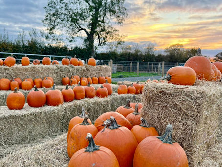 Pumpkin Picking at Sustain Farm Shop