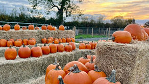 Pumpkin Picking returns to Sustain Farm Shop this October