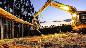Em parceria com a Greenway e Vipal Borrachas, Suzano investe em polímero de eucalipto