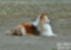 DSC_0137.jpg