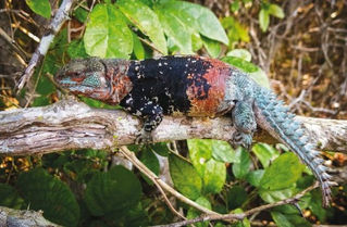 Anfibios, en riesgo de extinción por desconocimiento