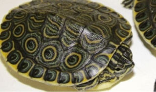 DETIENEN CARGAMENTO DE TORTUGAS