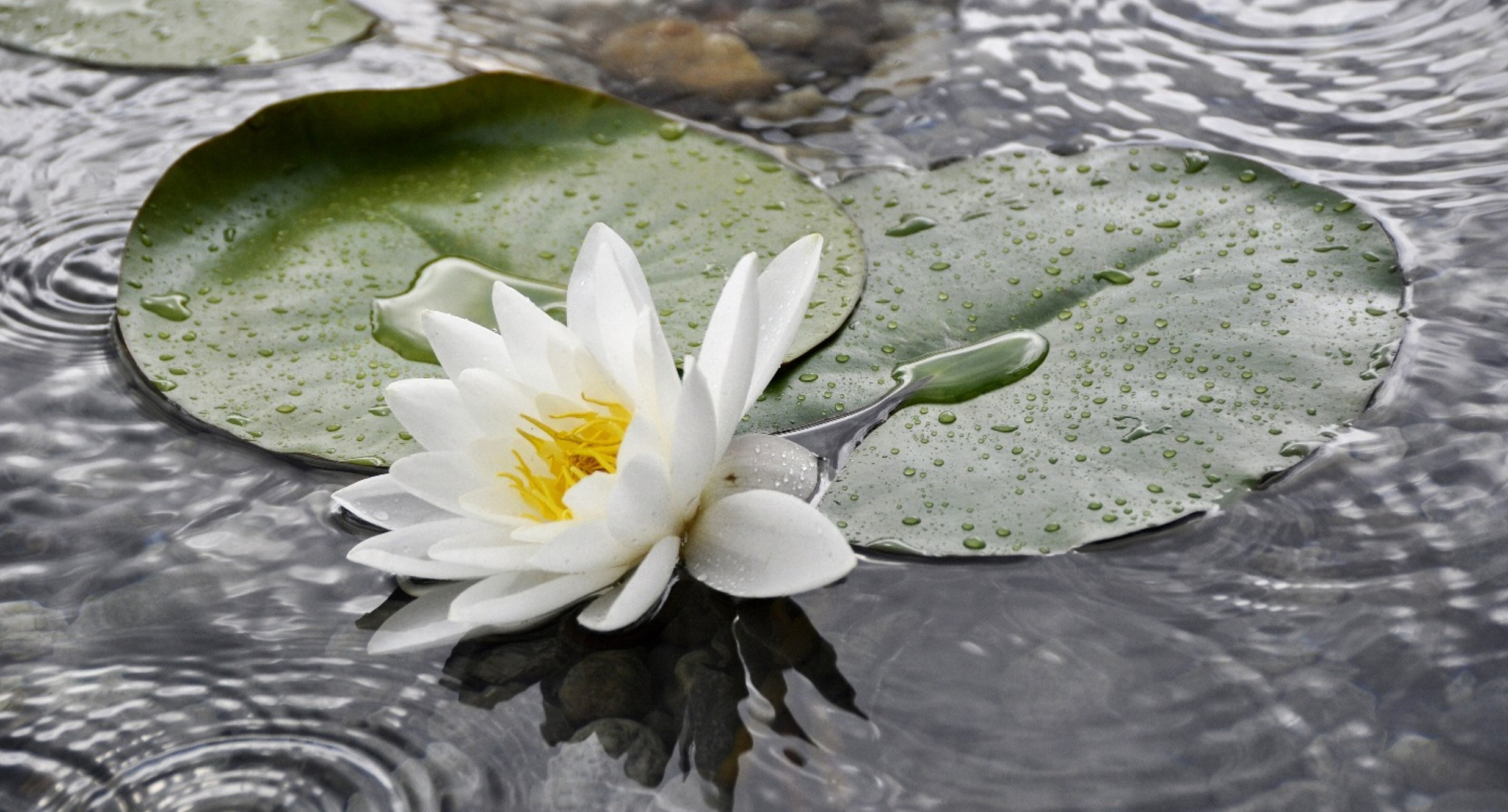 Terms & Conditions The Lotus Retreat