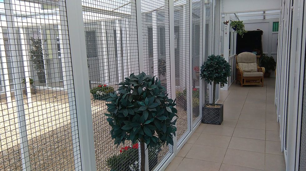Clearwood Cattery 4